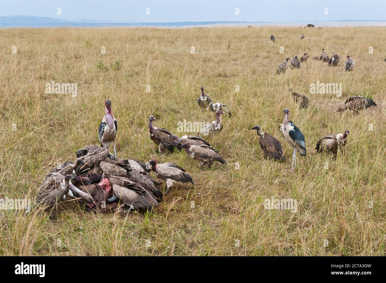 Kenya, Rift Valley, Maasai Mara National Reserve, Rueppell's vultures eating carrion Stock Photo