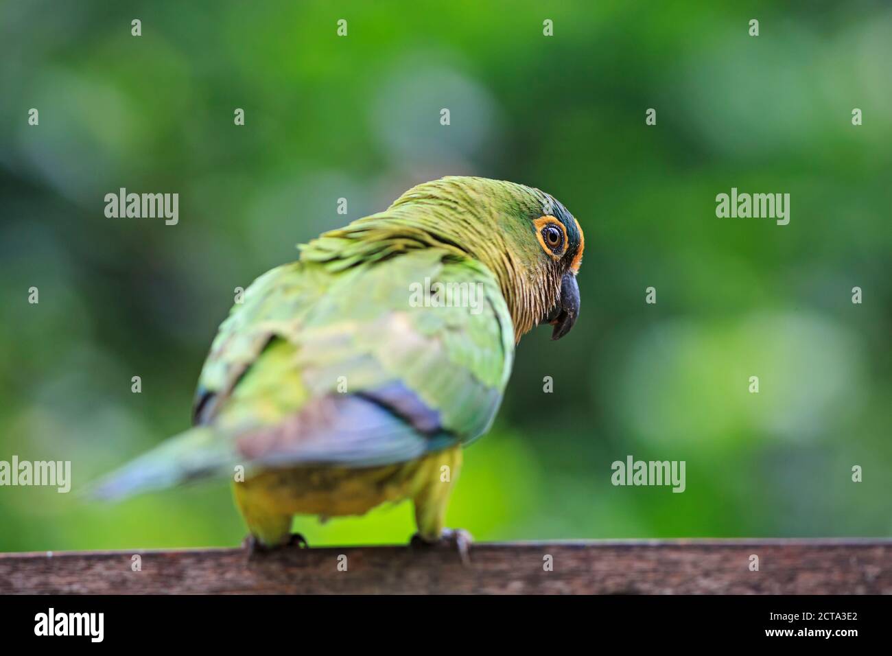 South America, Brasilia, Mato Grosso do Sul, Pantanal, Peach-fronted Parakeets, Aratinga aurea Stock Photo