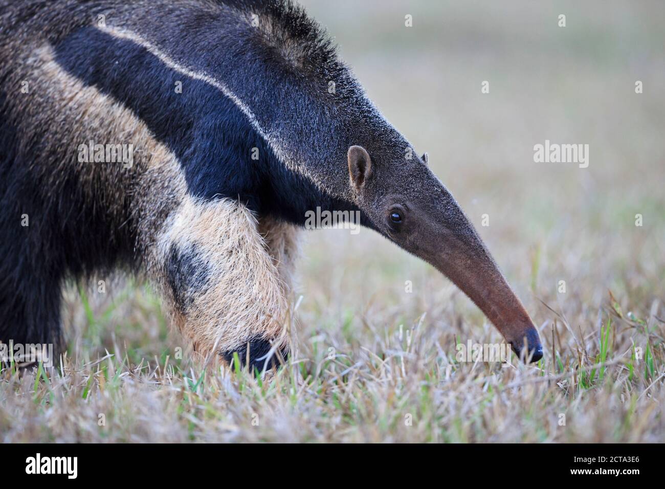 Brazil, Mato Grosso, Mato Grosso do Sul, Pantanal, giant anteater Stock Photo