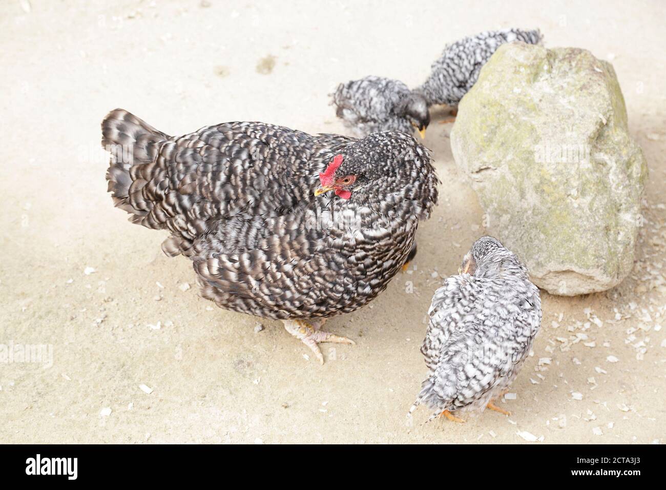 Mother Chicken High Resolution Stock Photography and Images   Alamy
