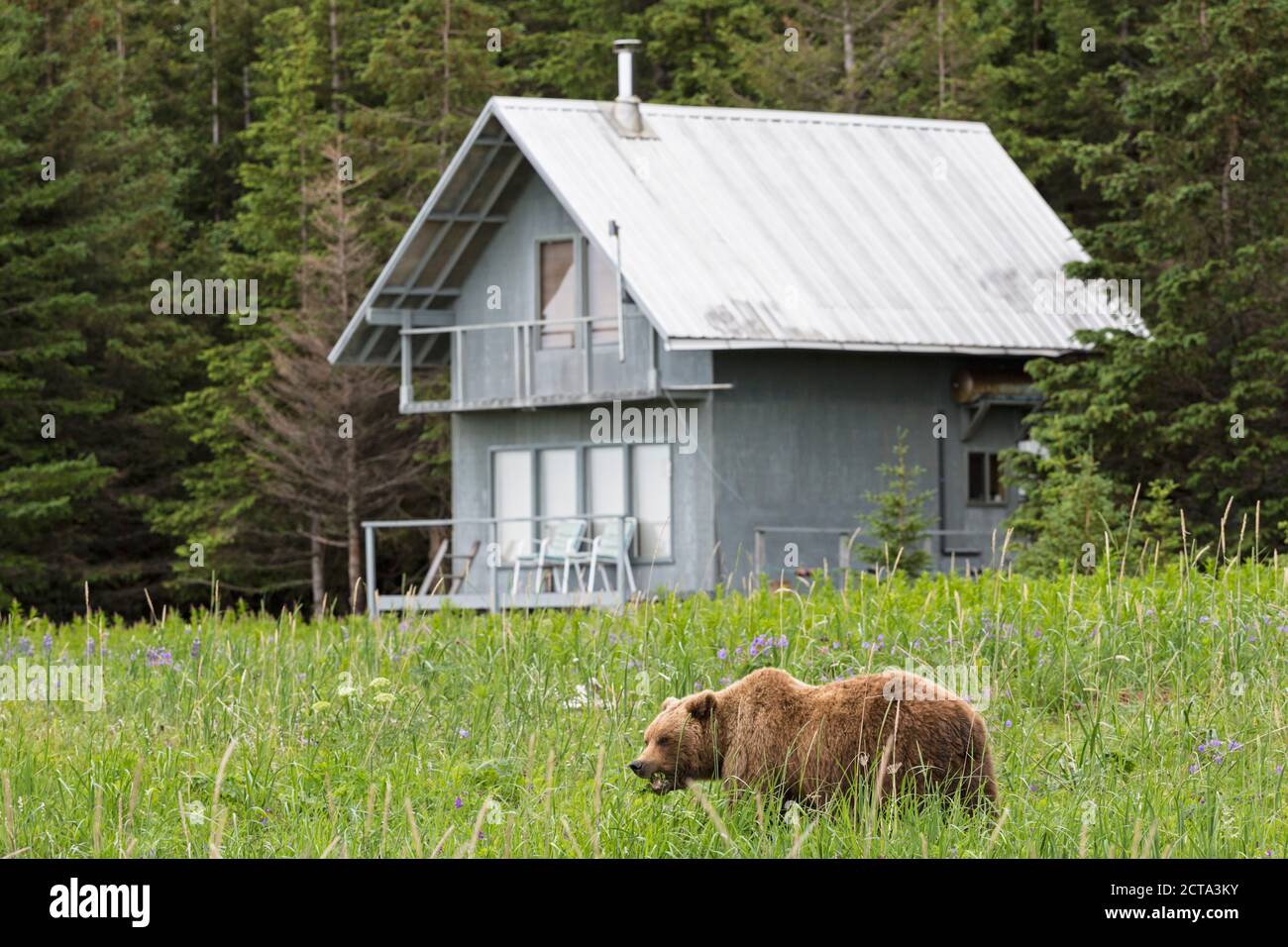 USA, Alaska, Lake Clark National Park and Preserve, Brown bear (Ursus arctos) in front of a hut Stock Photo