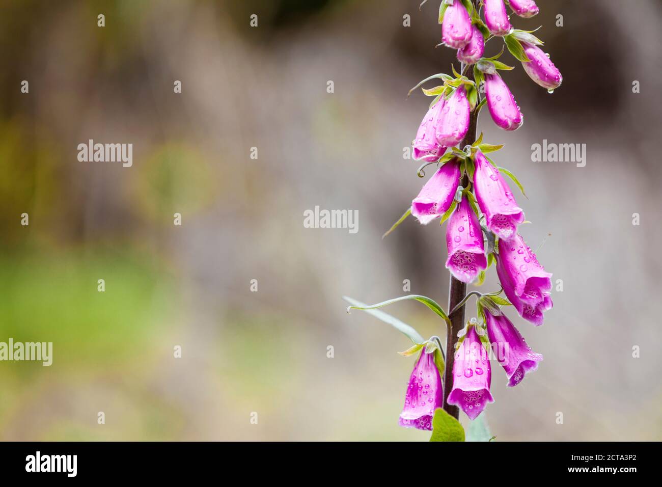 New Zealand, Pukaha Mount Bruce National Wildlife Centre, pink bell flowers Stock Photo