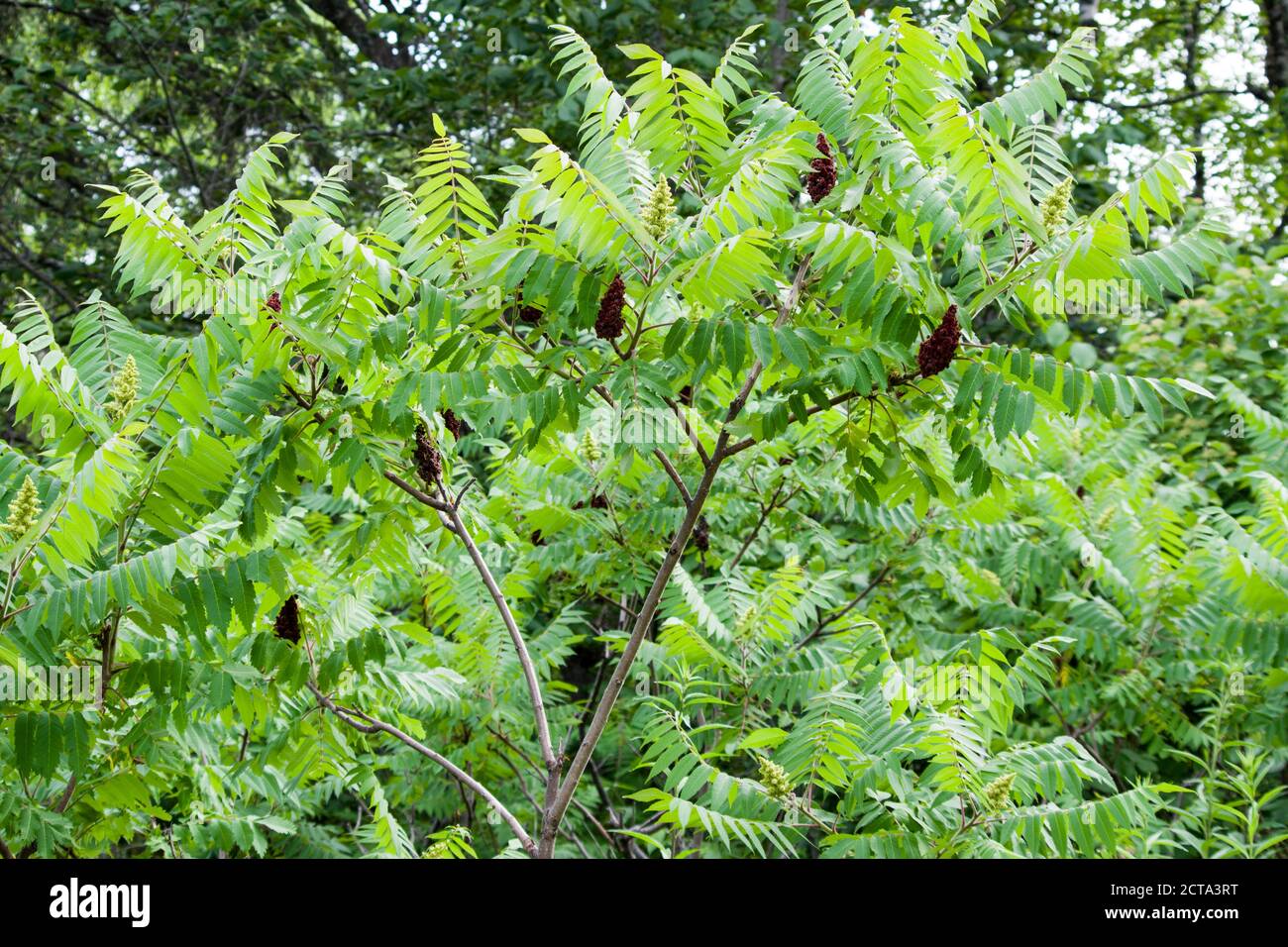 Velvet sumac hires stock photography and images Alamy