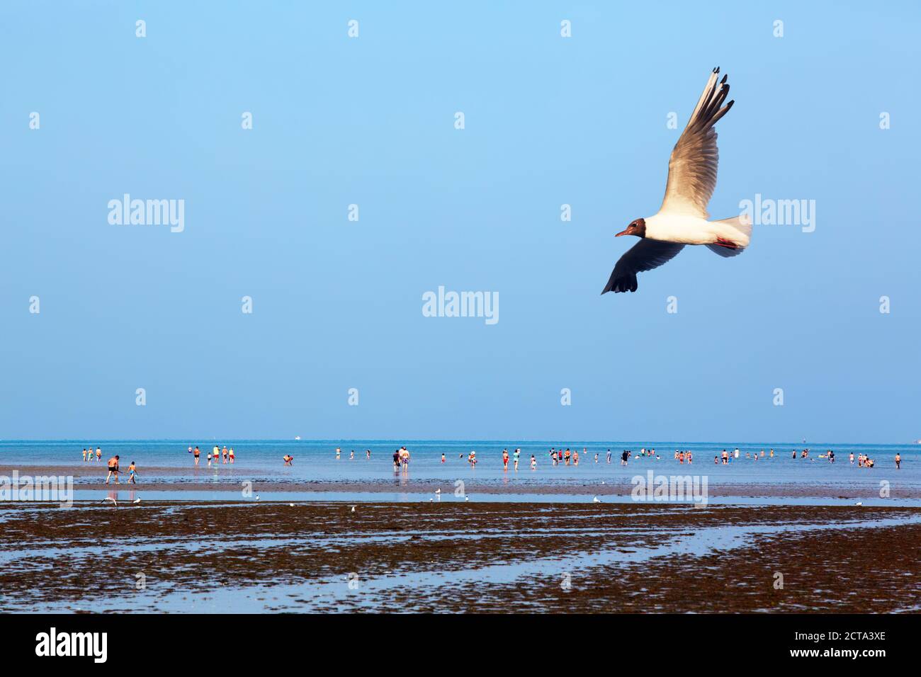France, Bretagne, Bicmic, Black-headed gull (Chroicocephalus ridibundus) and people on beach Stock Photo