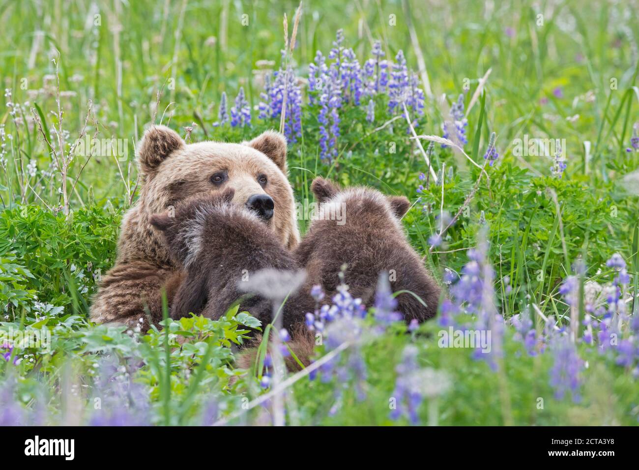 USA, Alaska, Lake Clark National Park and Preserve, Brown bear and bear cubs (Ursus arctos), lactating Stock Photo