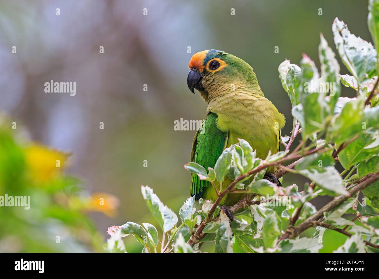 South America, Brasilia, Mato Grosso do Sul, Pantanal, Peach-fronted Parakeets, Aratinga aurea Stock Photo