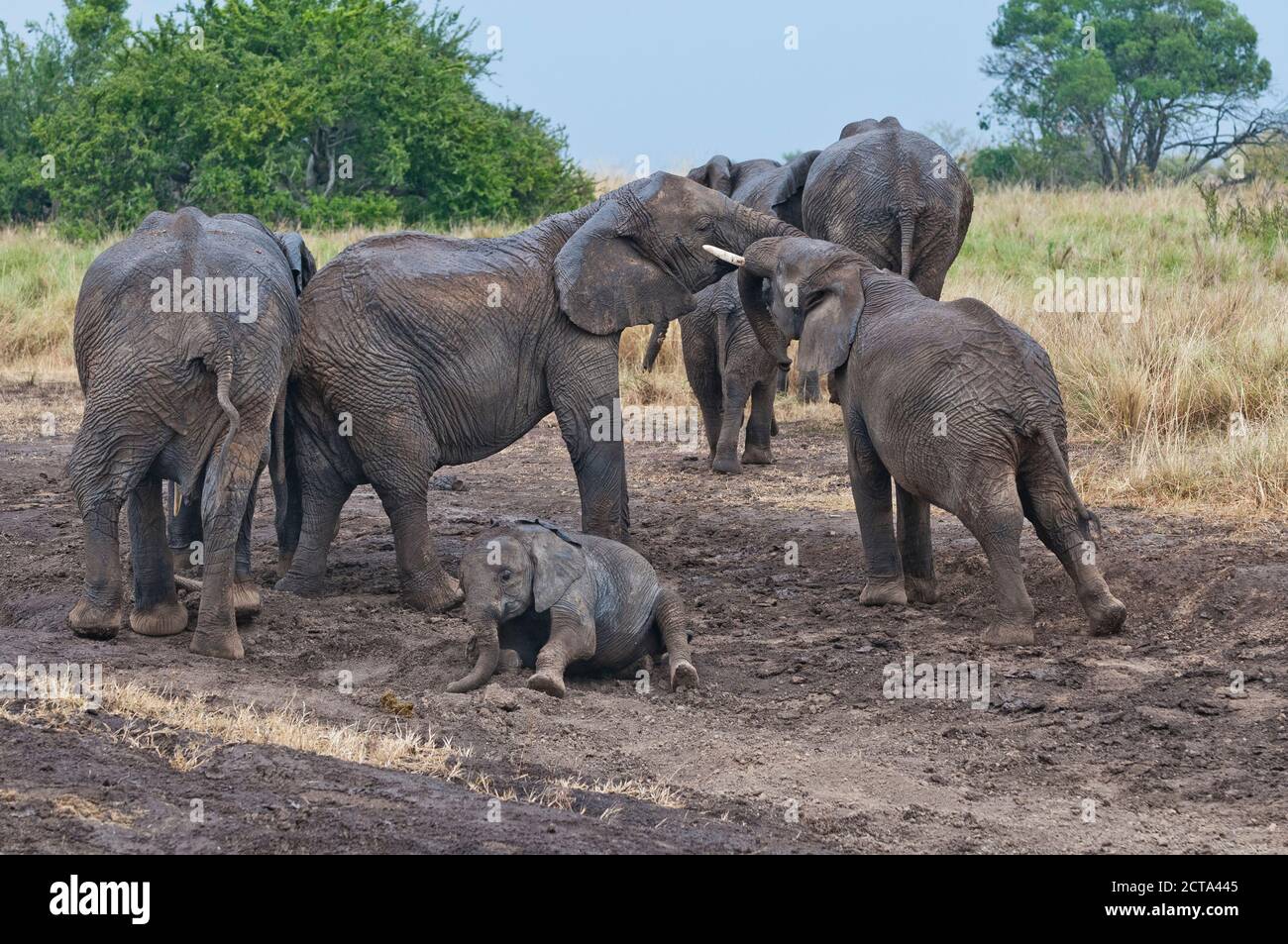 Africa, Kenya, Maasai Mara National Reserve, African Bush Elephants, Loxodonta africana, elephant family, juvenile Elephants testing their strength Stock Photo