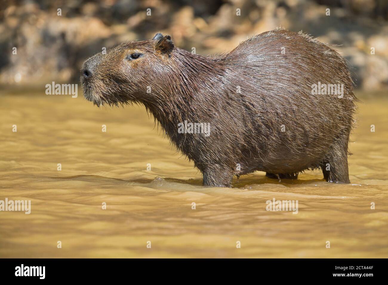 South America, Brasilia, Mato Grosso do Sul, Pantanal, Cuiaba River, Capybara, Hydrochoerus hydrochaeris Stock Photo