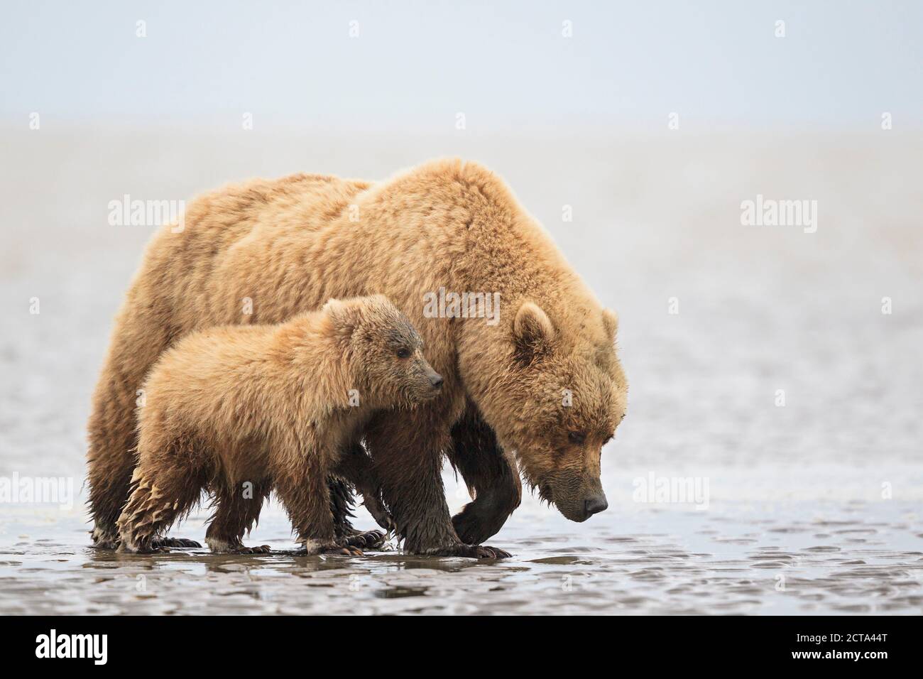 USA, Alaska, Lake Clark National Park and Preserve, Brown bear and bear ...