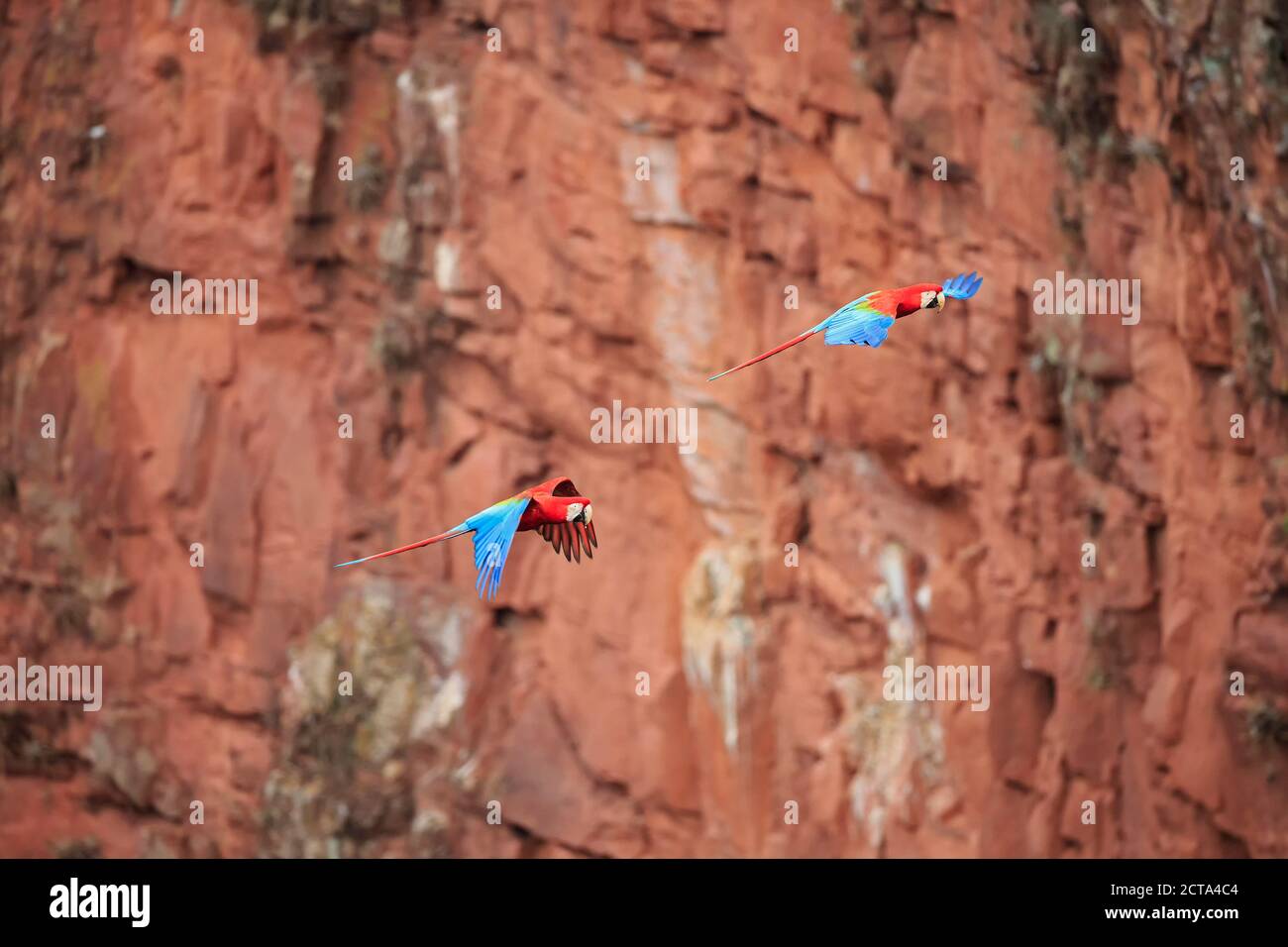 Brazil, Mato Grosso, Mato Grosso do Sul, Bonito, Buraco of Araras, flying scarlet macaws Stock Photo