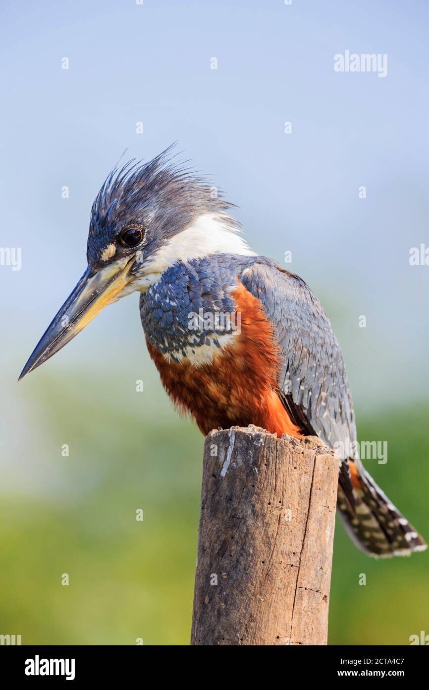 South America, Brasilia, Mato Grosso do Sul, Pantanal, Ringed Kingfisher, Megaceryle torquata Stock Photo