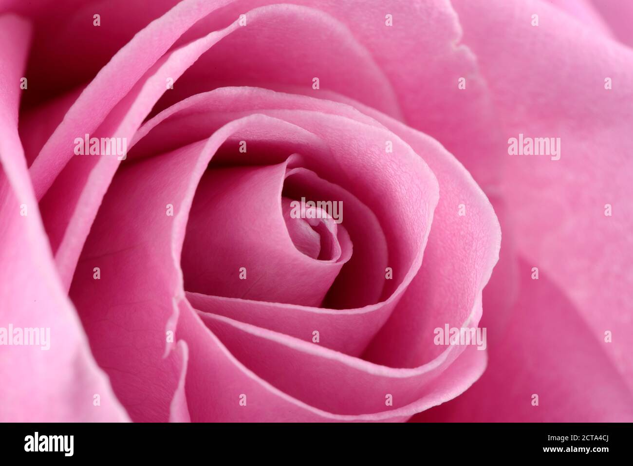 Blossom of pink rose, Rosa, partial view Stock Photo