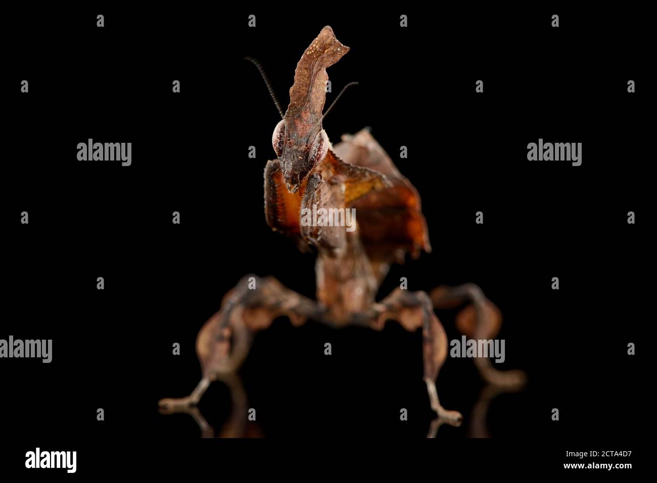 Ghost Mantis, Phyllocrania paradoxa, in front of black background Stock Photo