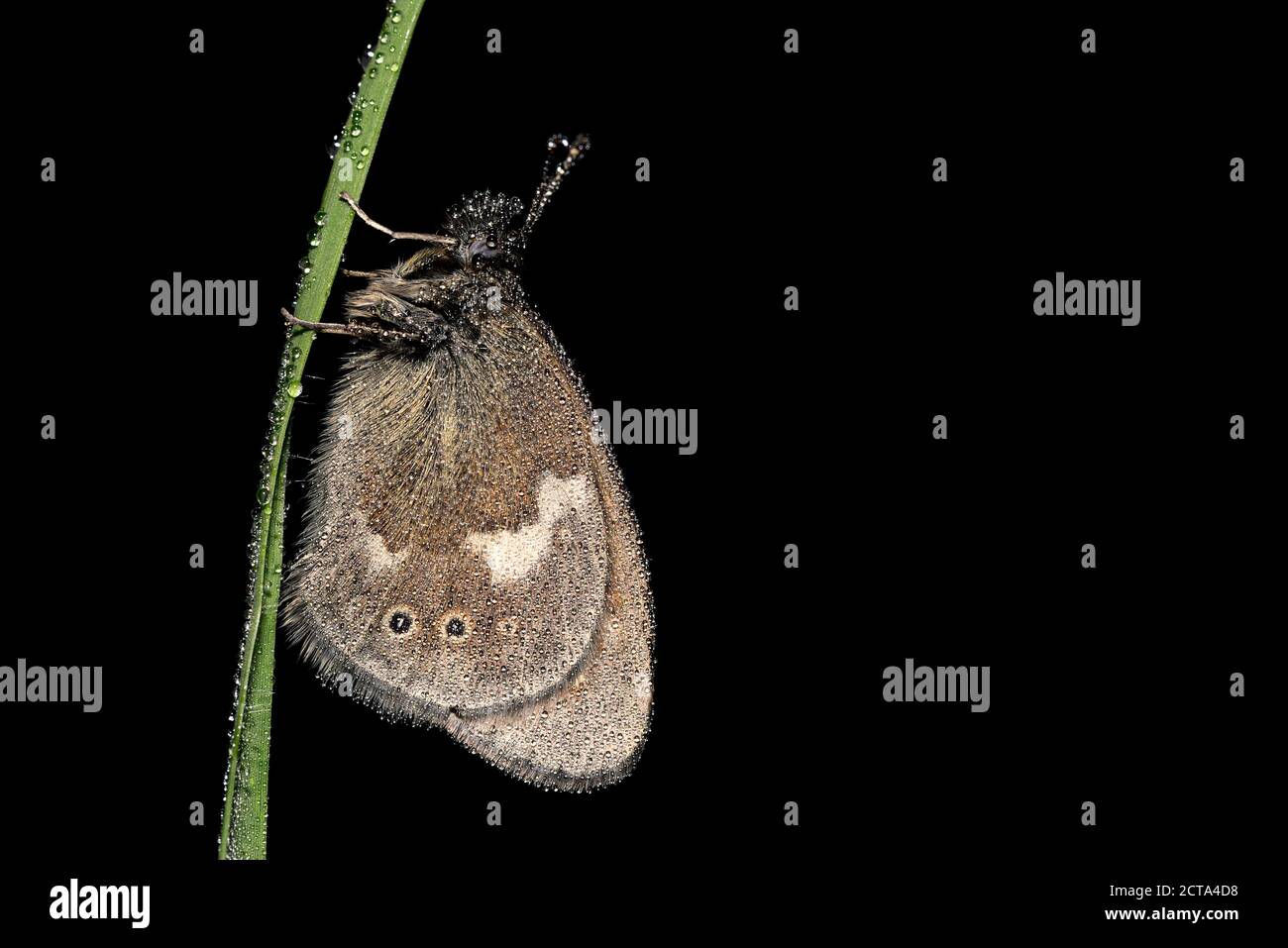 Large heath, Coenonympha tulliaon, hanging on wet blade of grass, in front of black background Stock Photo