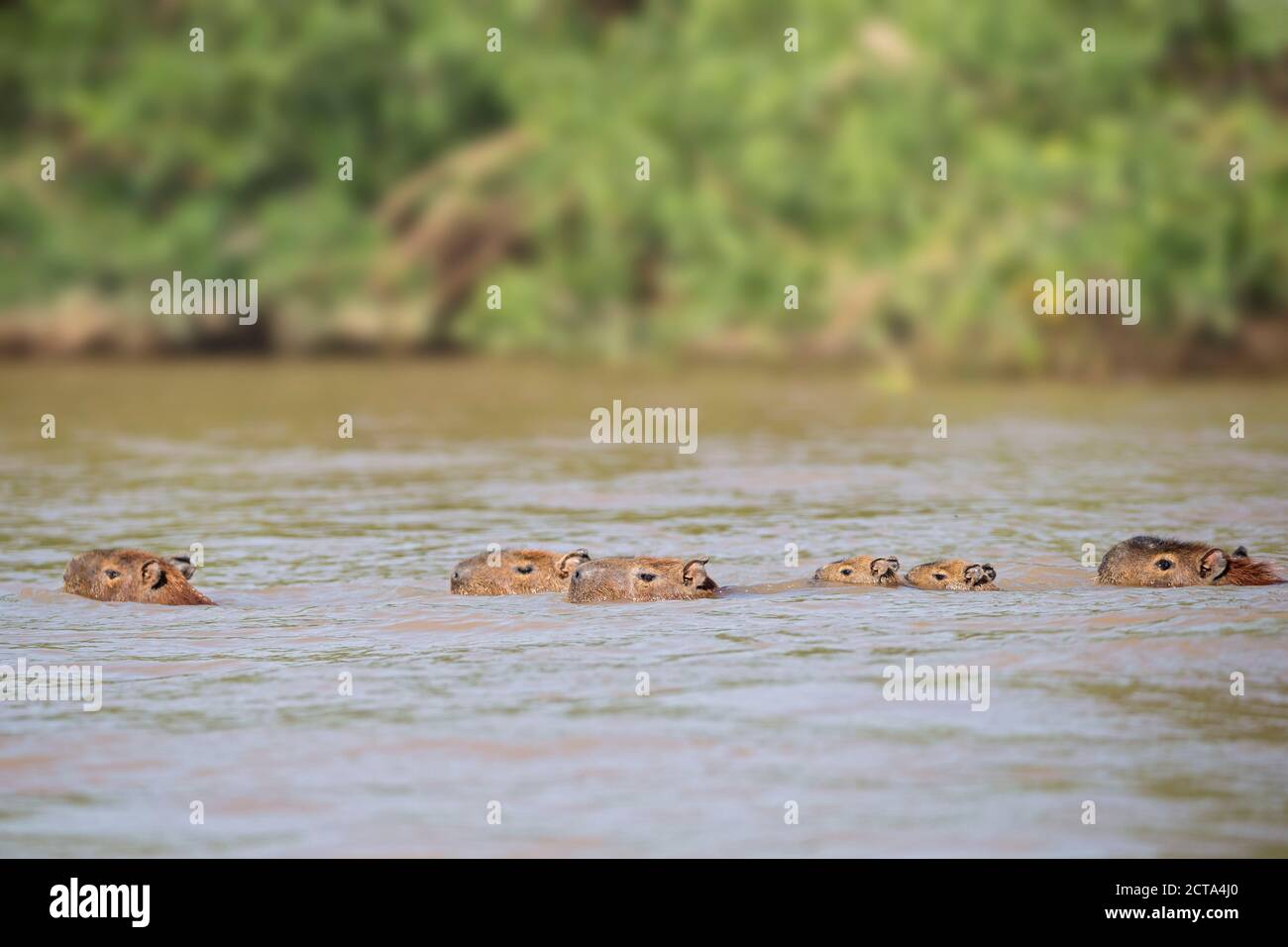 South America, Brasilia, Mato Grosso do Sul, Pantanal, Cuiaba River, Capybaras, Hydrochoerus hydrochaeris, swimming Stock Photo