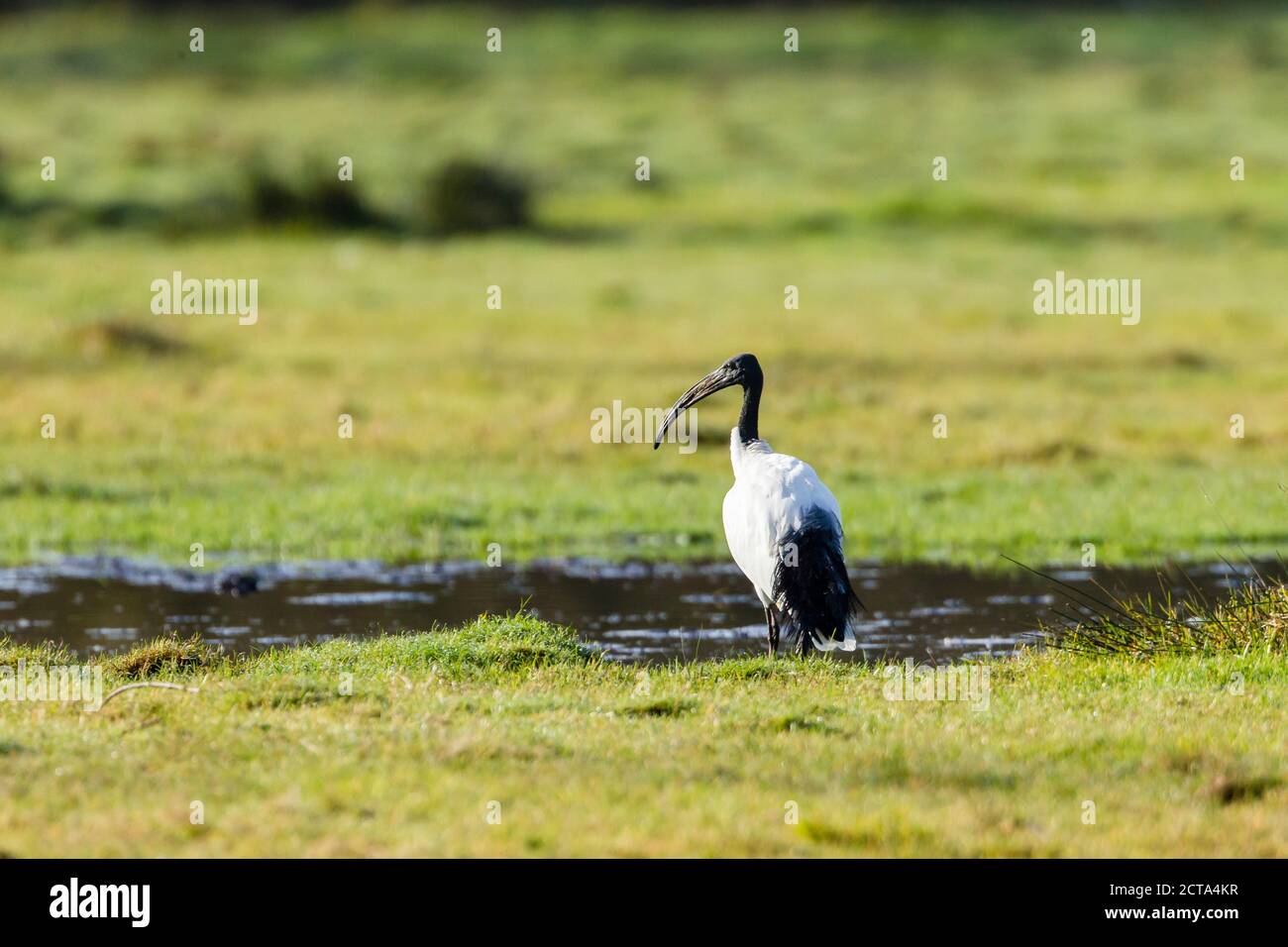 Germany, Niendorf, Africa Sacred ibis Stock Photo