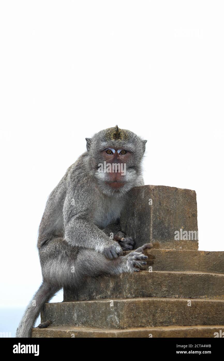 Indonesia, Bali, Bukit Pensinsula, monkey temple Uluwatu, monkey looking at camera Stock Photo