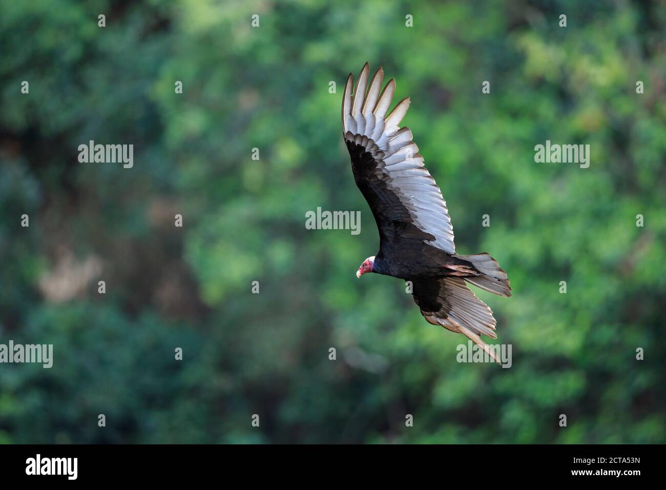 South America, Brasilia, Mato Grosso do Sul, Pantanal, Turkey Vulture, Cathartes aura, flying Stock Photo