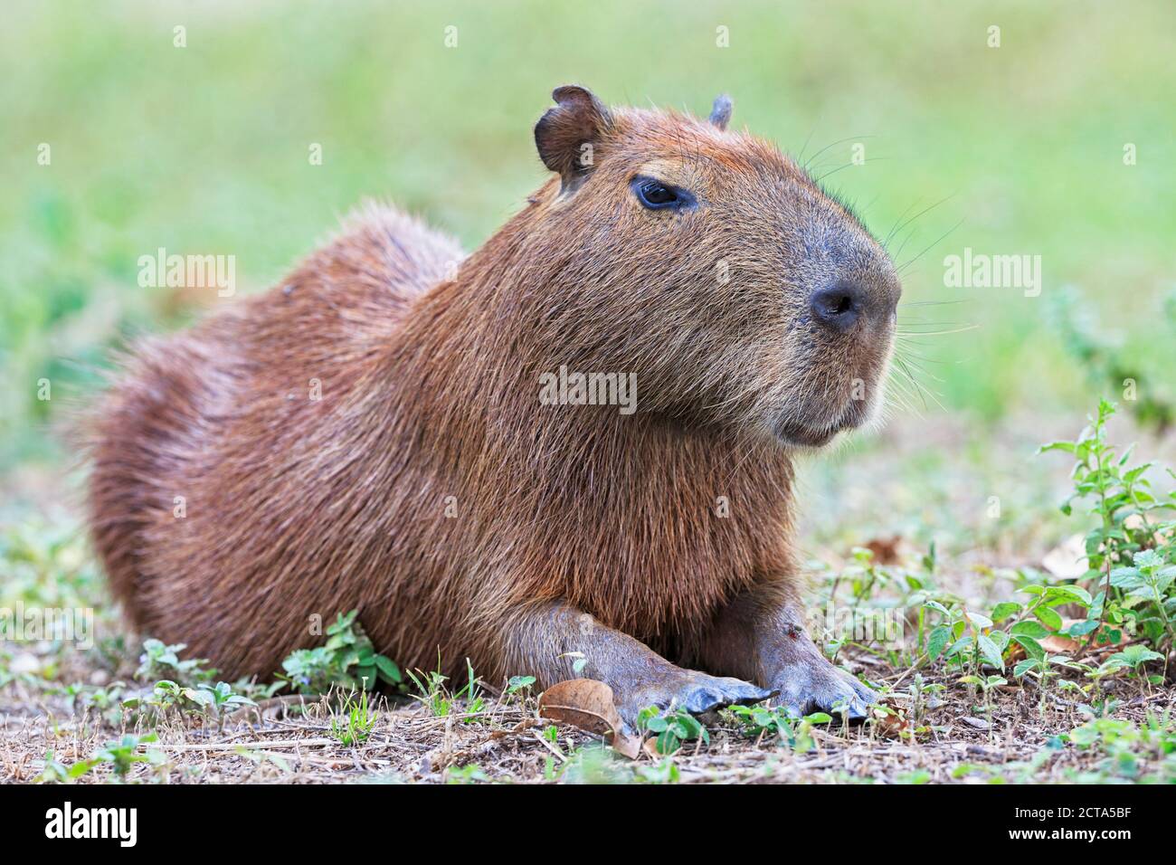 South America, Brasilia, Mato Grosso do Sul, Pantanal, Capybara, Hydrochoerus hydrochaeris Stock Photo