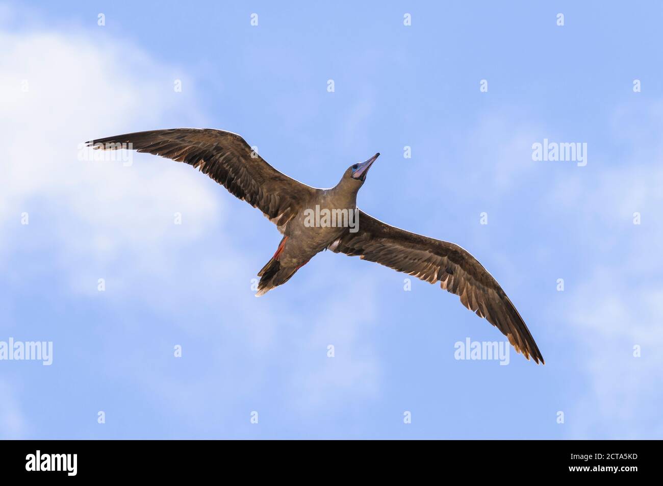 Ecuador, Galapagos, Genovesa, Red-footed Booby ,Sula sula, flying Stock Photo