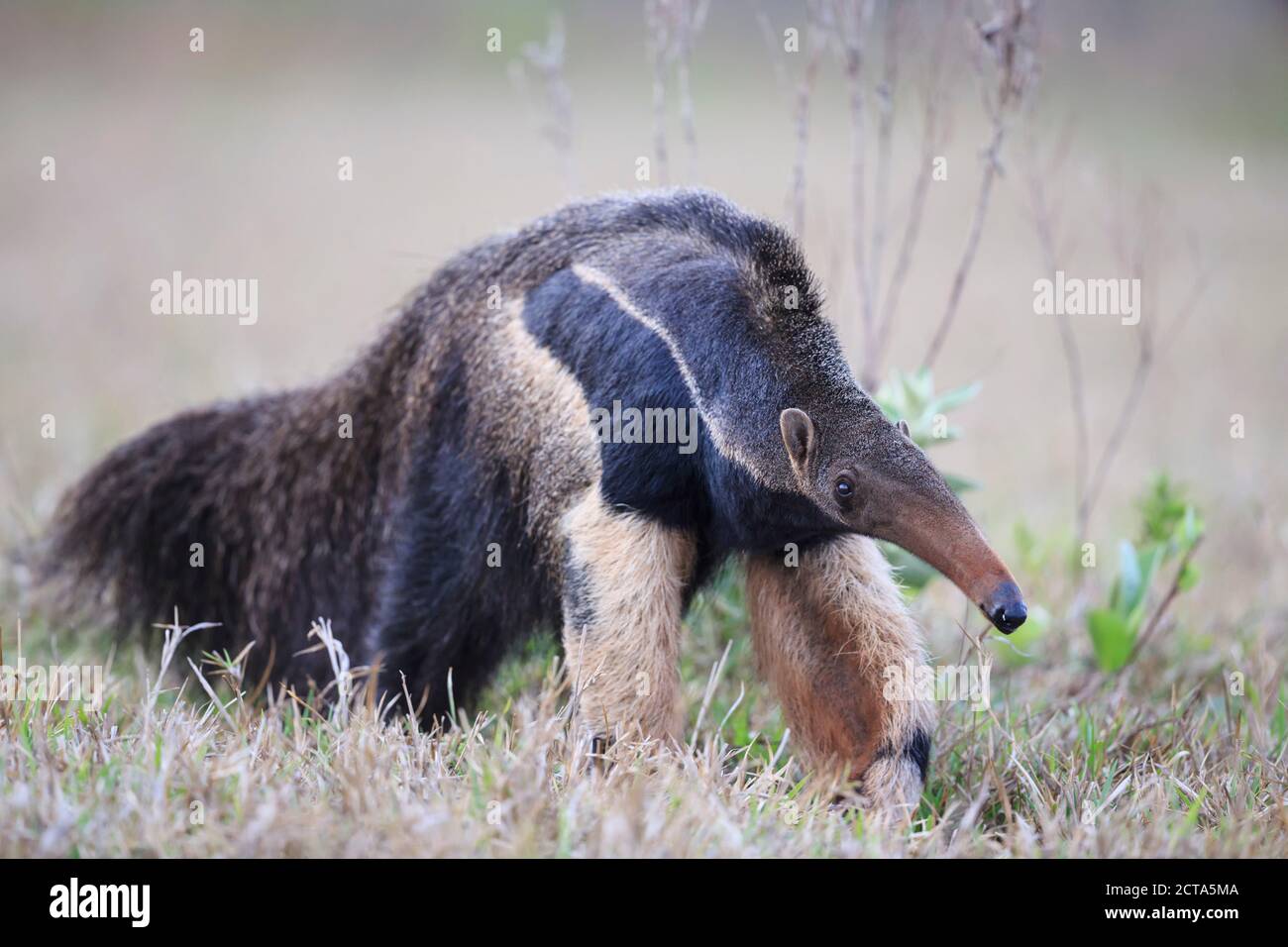 Brazil, Mato Grosso, Mato Grosso do Sul, Pantanal, giant anteater Stock Photo