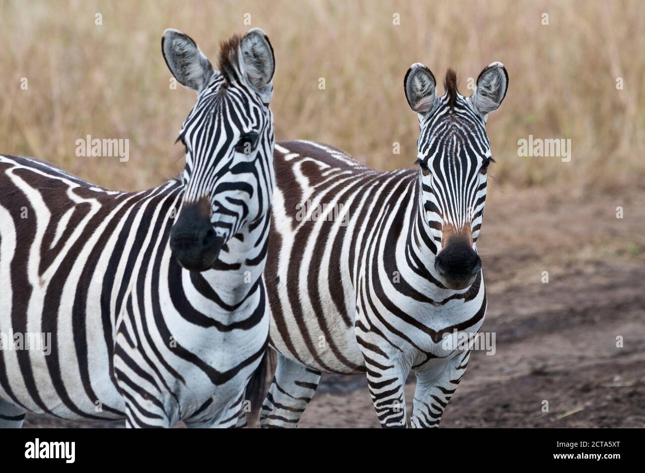 Africa, Kenya, Maasai Mara National Reserve, Two Plains zebras (Equus quagga), portraits Stock Photo