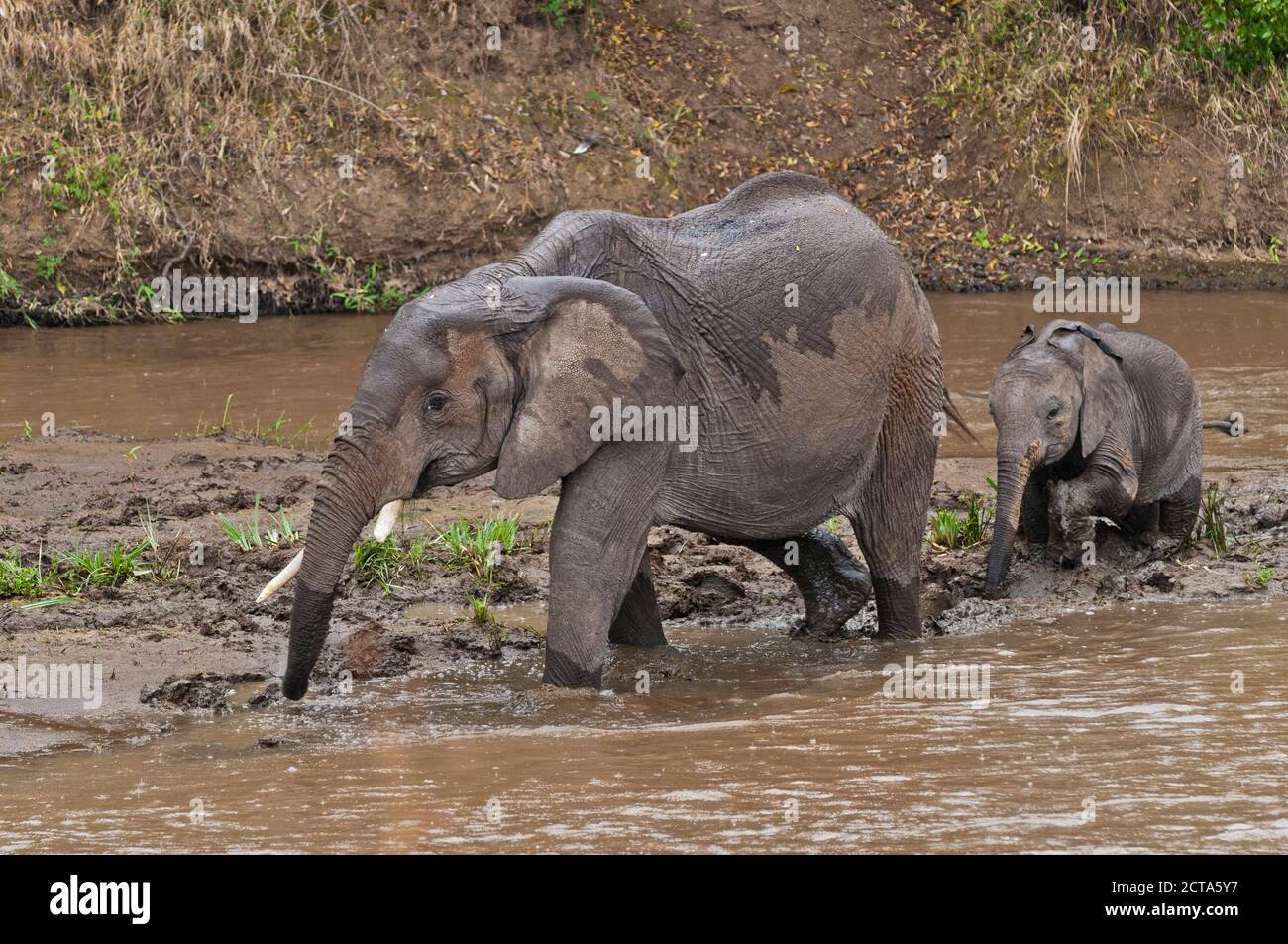 Africa, Kenya, Maasai Mara National Reserve, African Bush Elephants, Loxodonta africana, adult female with young crossing the Mara River Stock Photo