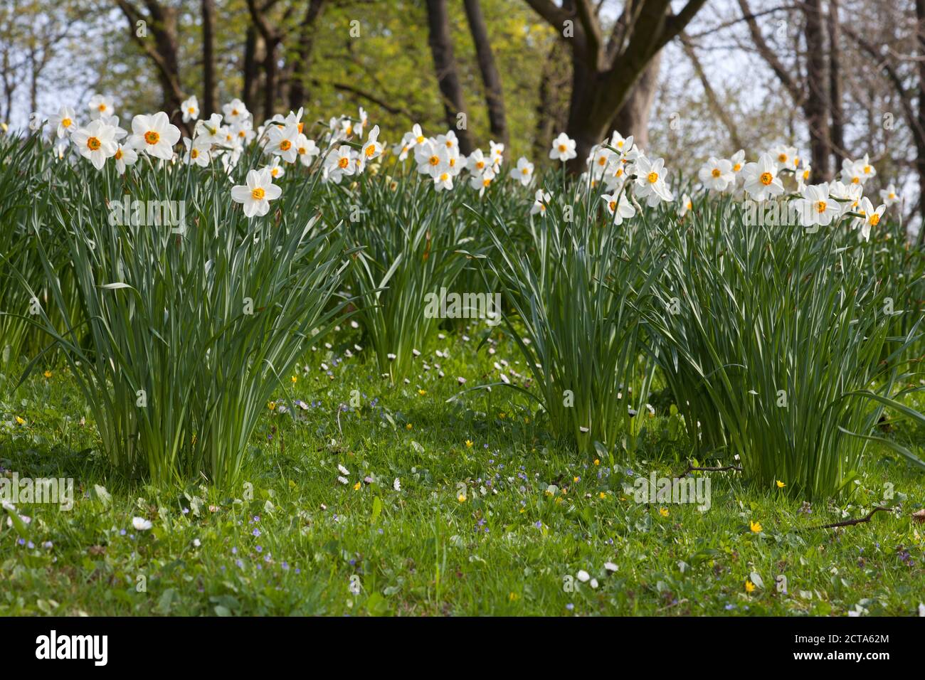 White daffodils (Narcissus) Stock Photo