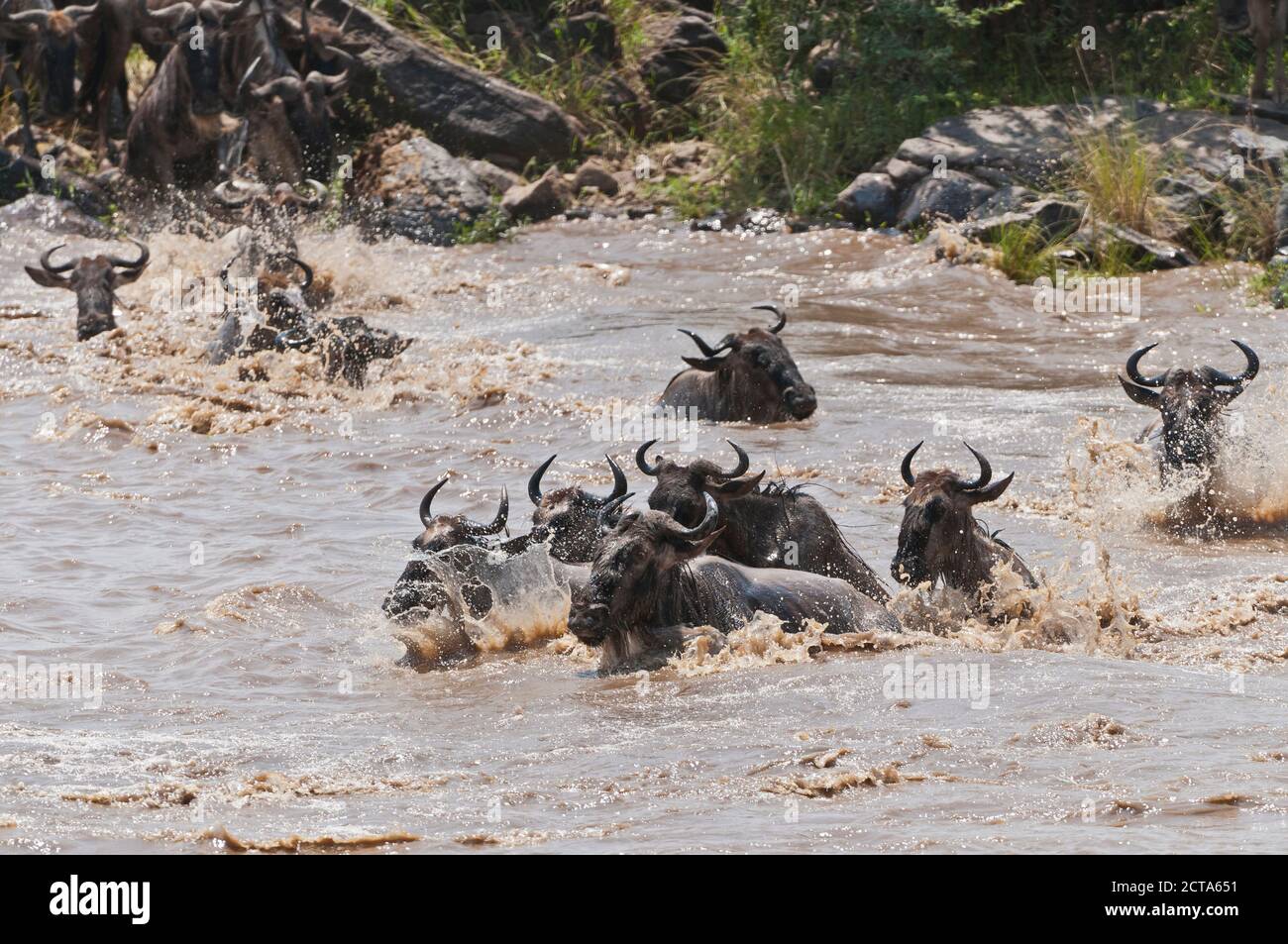 Africa, Kenya, Maasai Mara National Reserve, A group of Blue Wildebeest (Connochaetes taurinus) crossing the Mara River Stock Photo