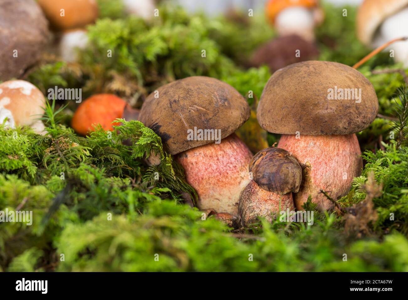 Dotted stem boletes (Boletus erythropus) at moss, studio shot Stock Photo