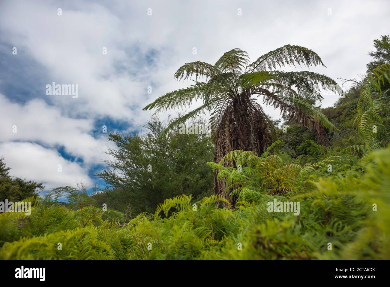 New Zealand, North Island, Bay of Plenty, Orakei Korako, Ponga (Cyathea dealbata), Silver Tree Fern Stock Photo