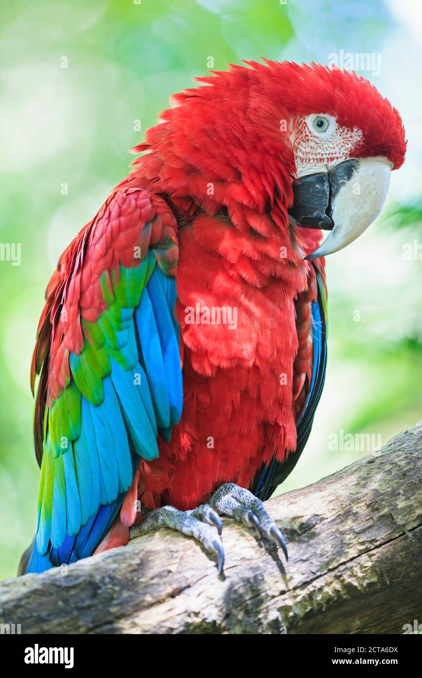 Brazil, Mato Grosso, Mato Grosso do Sul, portrait of scarlet macaw sitting on branch Stock Photo