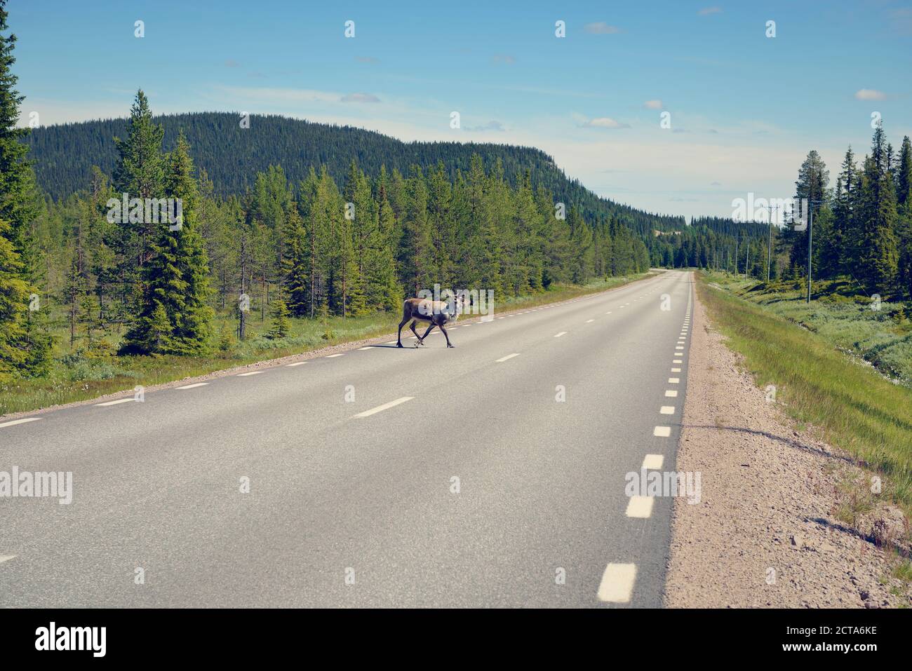 Sweden, Arvidjaur, Reindeer crossing street Stock Photo