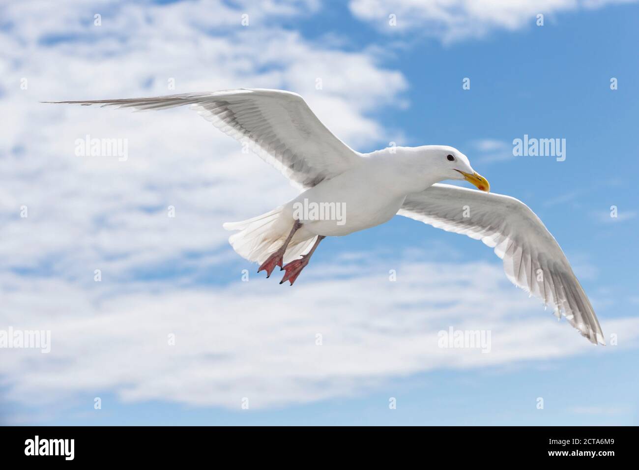 Canada, British Columbia, Vancouver Island, Glaucous-winged Gull (Larus glaucescens) Stock Photo
