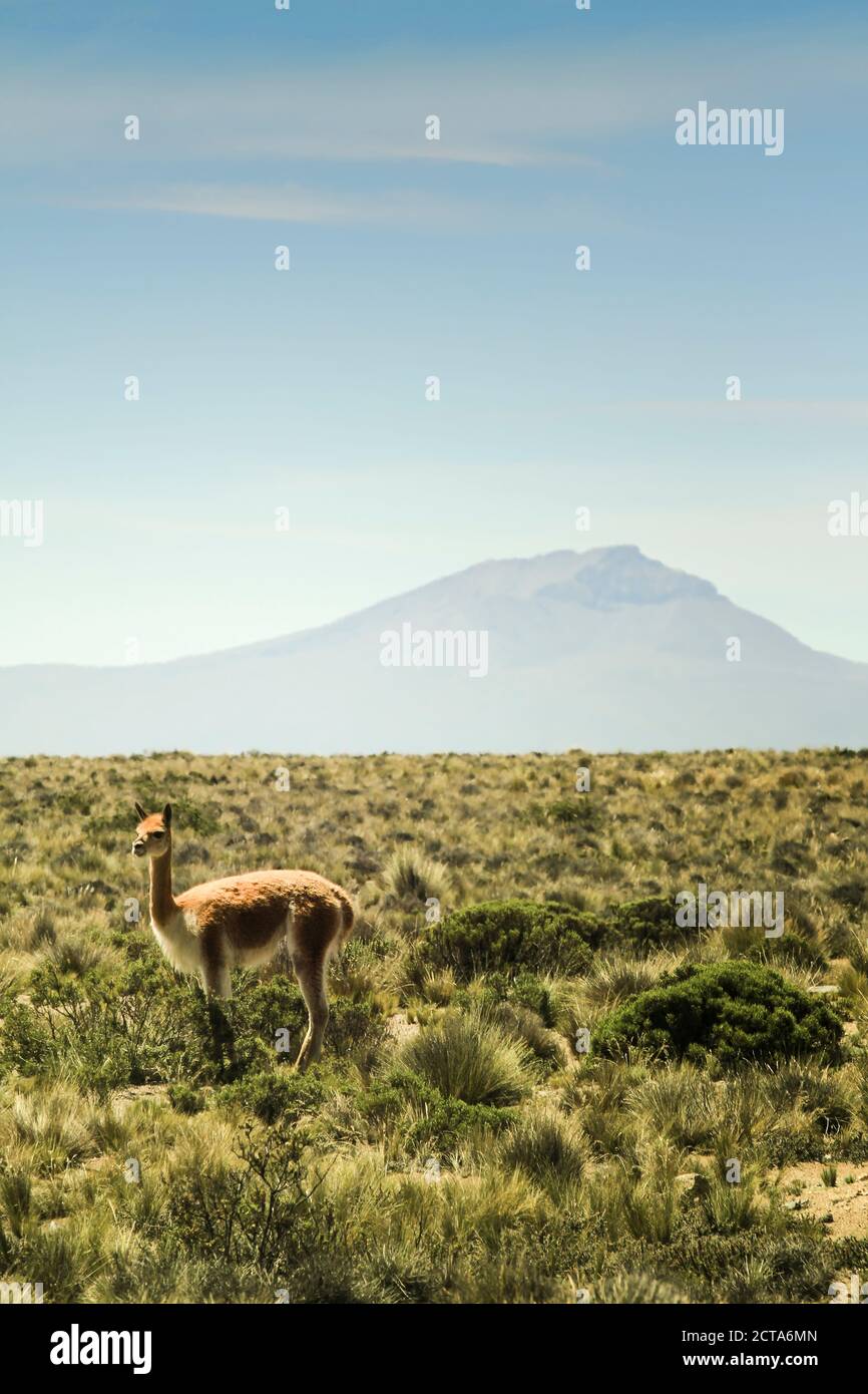 Peru, Piura, Puno, Andes, vicuna (Vicugna vicugna) on the landscape Stock Photo