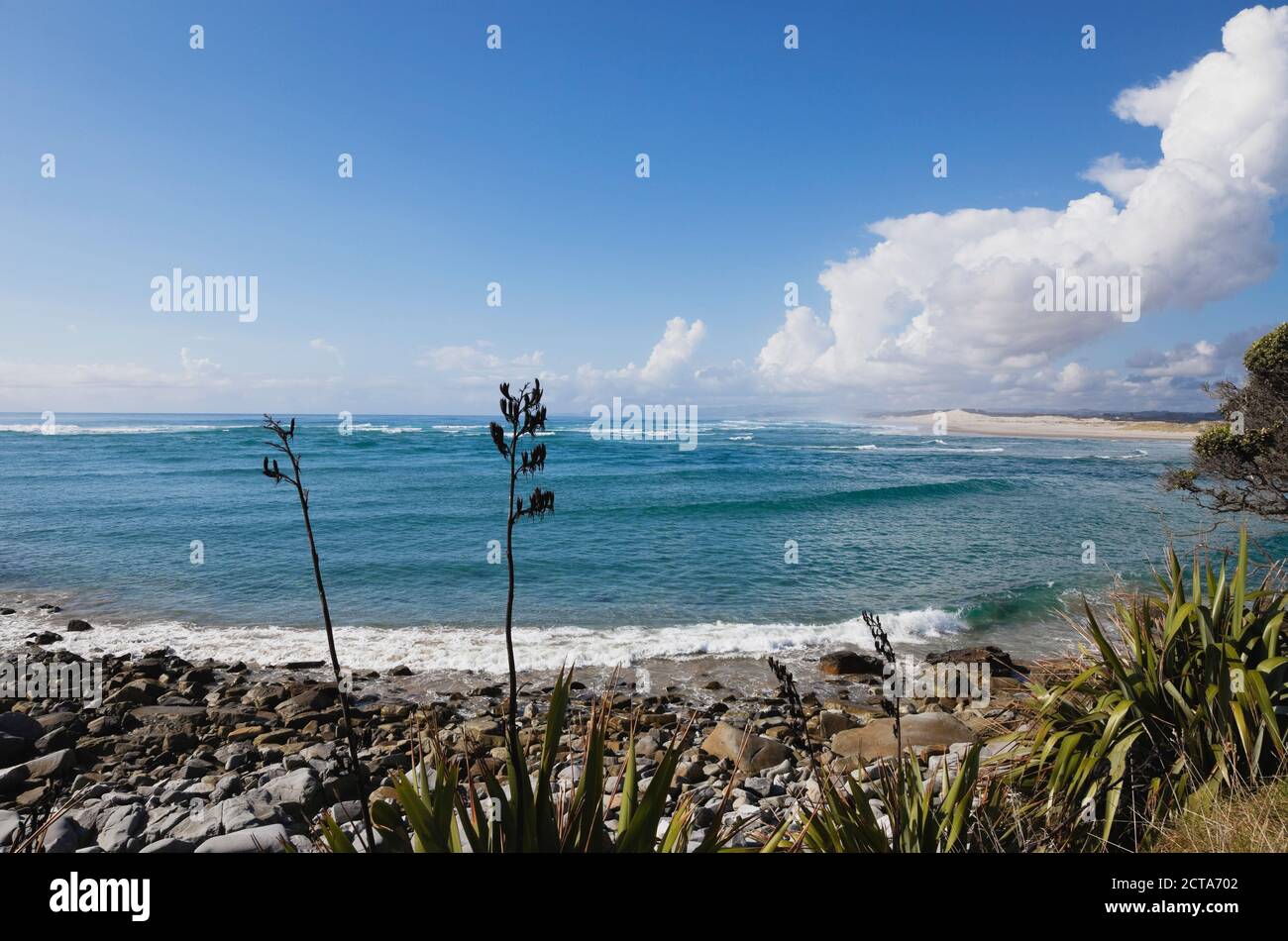 New Zealand, View of  New Zealand Flax plant at beach Stock Photo