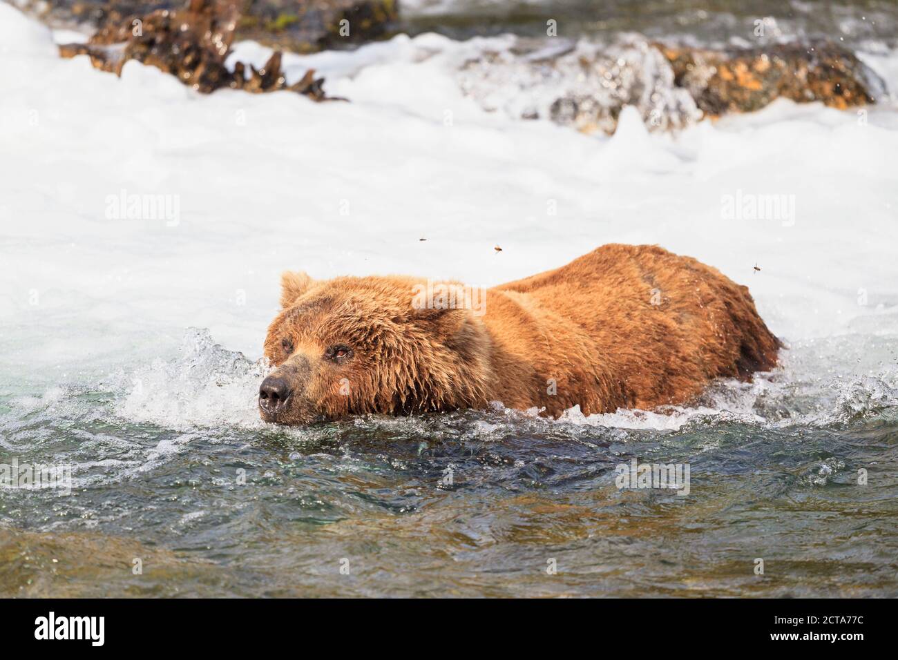 USA, Alaska, Katmai National Park, Brown bear (Ursus arctos) at Brooks Falls, foraging Stock Photo