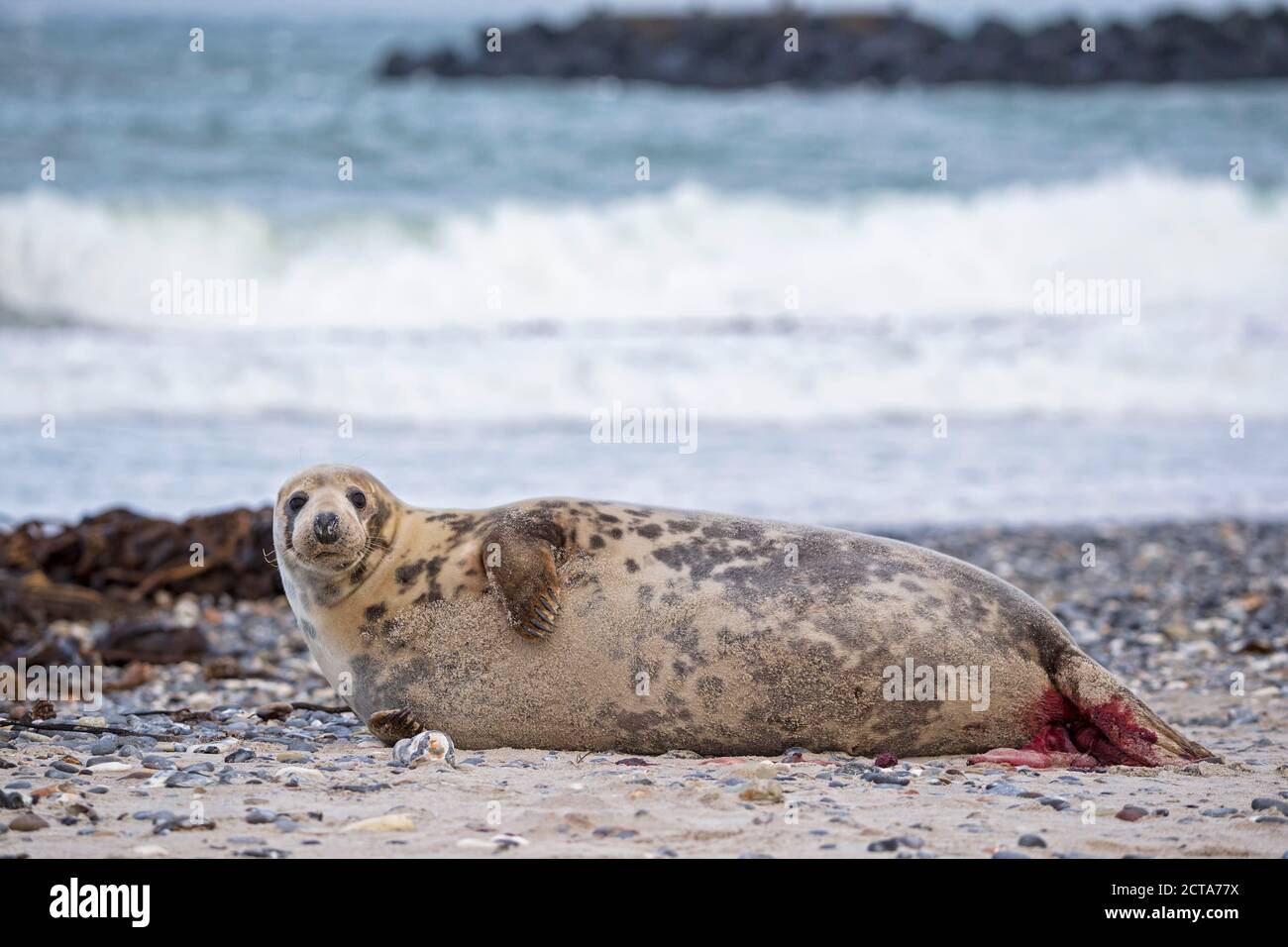 Germany, Helgoland, Duene Island, Grey seal (Halichoerus grypus) at birth at beach Stock Photo