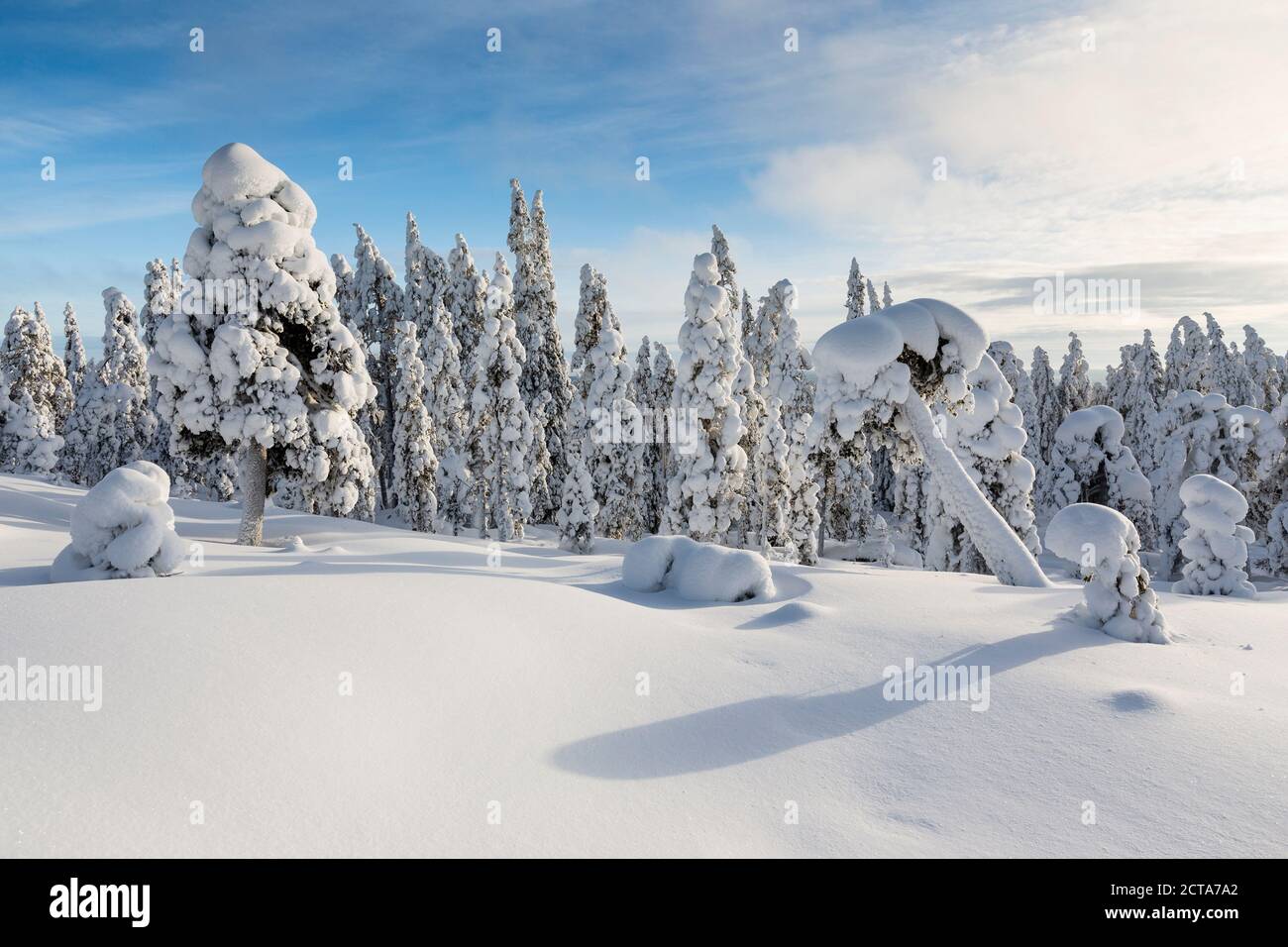 Scandinavia, Finland, Rovaniemi, Forest, Trees in wintertime against the sun Stock Photo