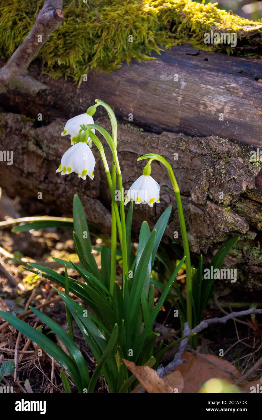 snowflake flower near the log. spring nature background in forest Stock Photo