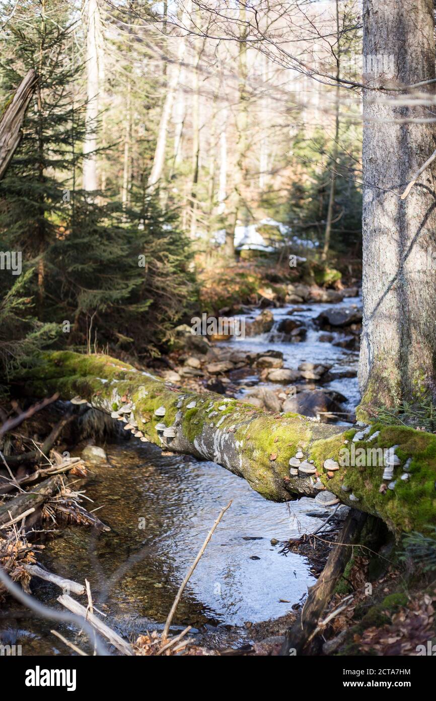 Germany, Bavaria, mountain stream at Bavarian Forest Stock Photo