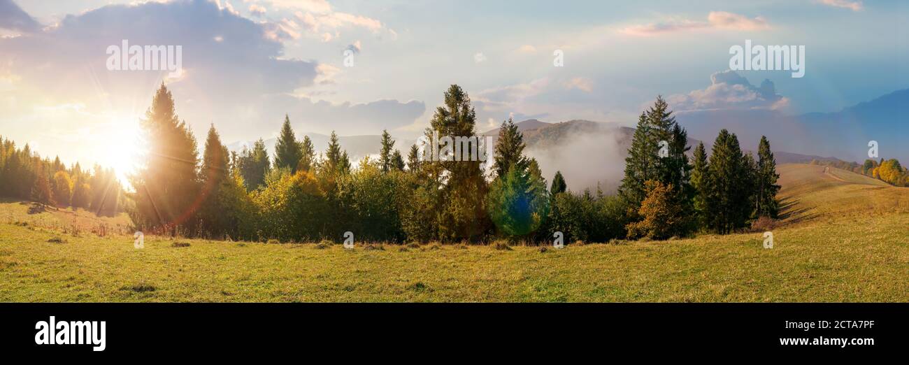 foggy autumn landscape panorama at sunset. spruce trees on the meadow in evening light. mountain behind the morning mist. cloud inversion natural phen Stock Photo