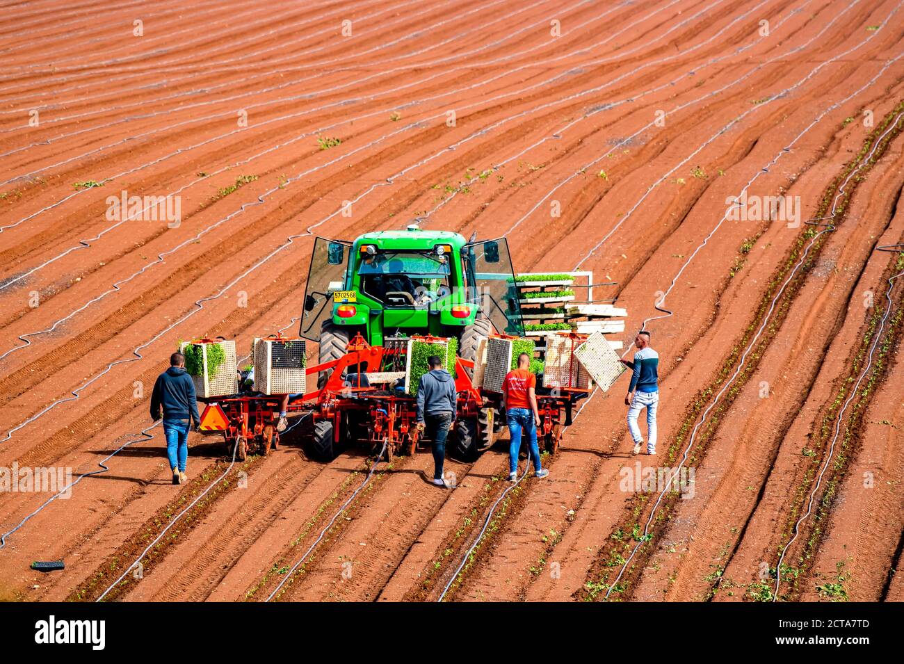Semi-automatic seedling planting in an agricultural field. The young shoots  are planted using an automatic planter driven by a tracked tractor. Migran  Stock Photo - Alamy