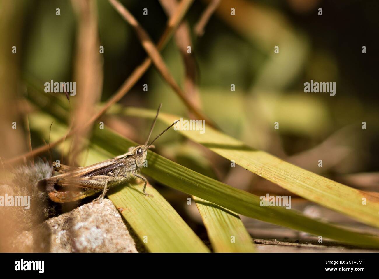 Common green grasshopper (Omocestus viridulus) sitting in the grasses and staring into the distance Stock Photo