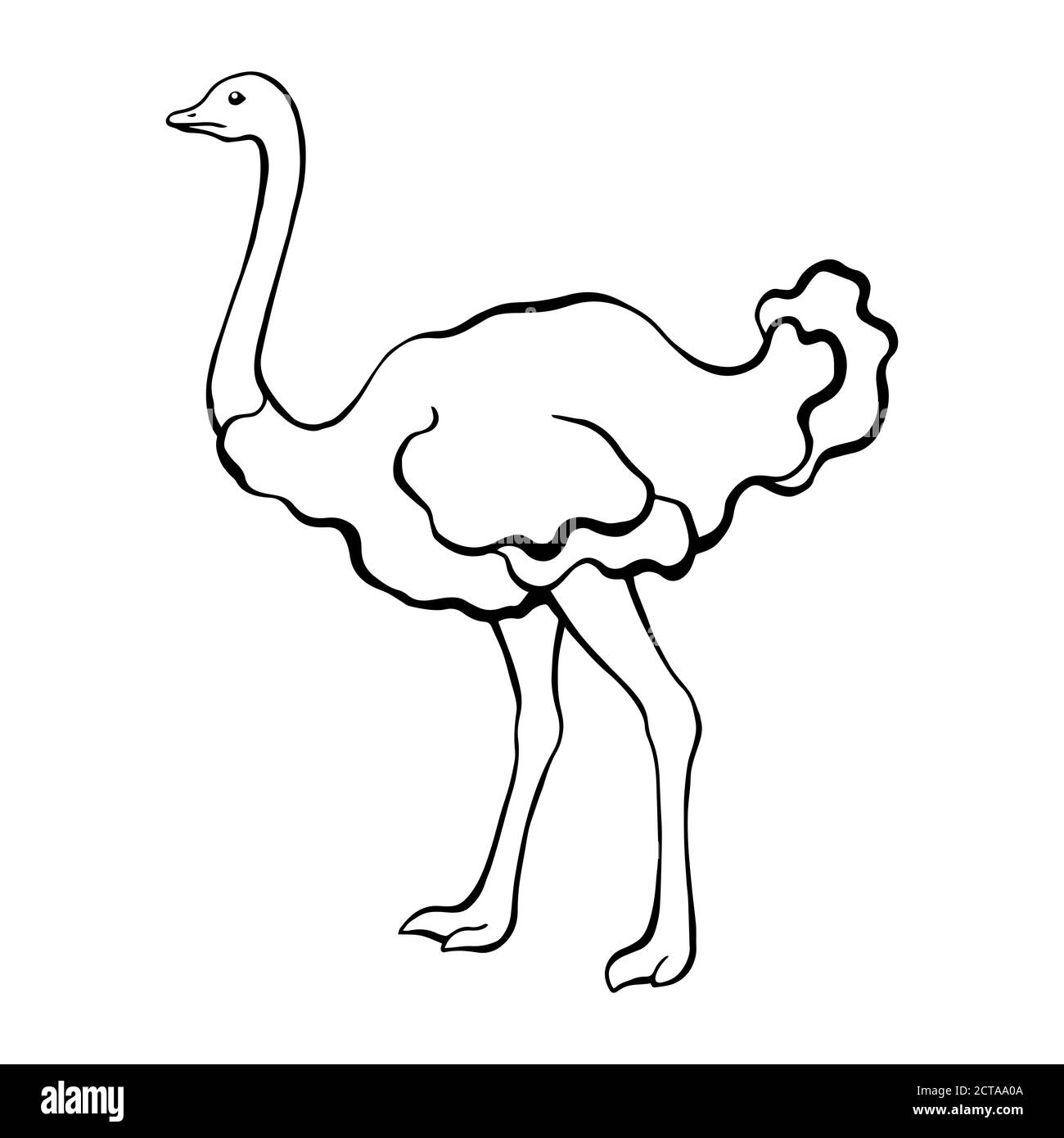 Ostrich bird black white sketch isolated illustration vector Stock Vector