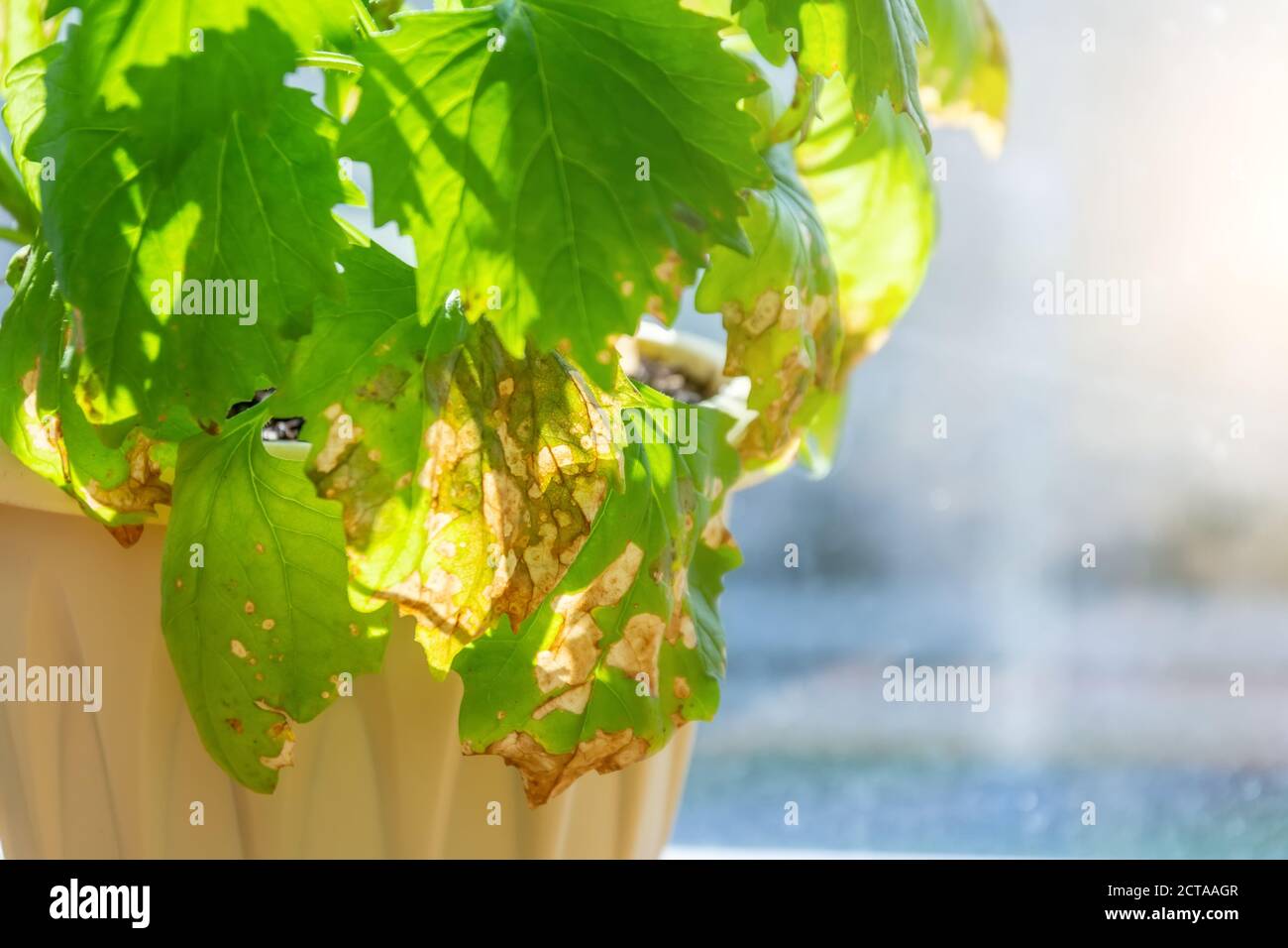 Leaves of an ornamental flowering plant in a pot with an infectious disease, dried leaves in spots Stock Photo