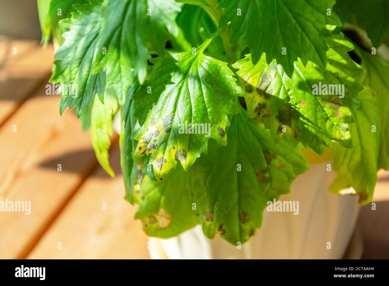 Leaves of an ornamental flowering plant in a pot with an infectious disease, dried leaves in spots Stock Photo