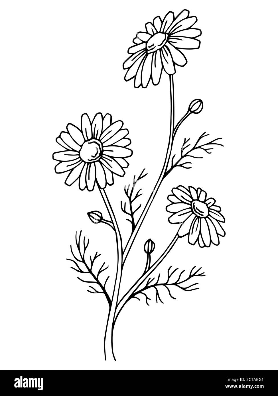 Chamomile flower graphic art black white isolated illustration vector Stock Vector