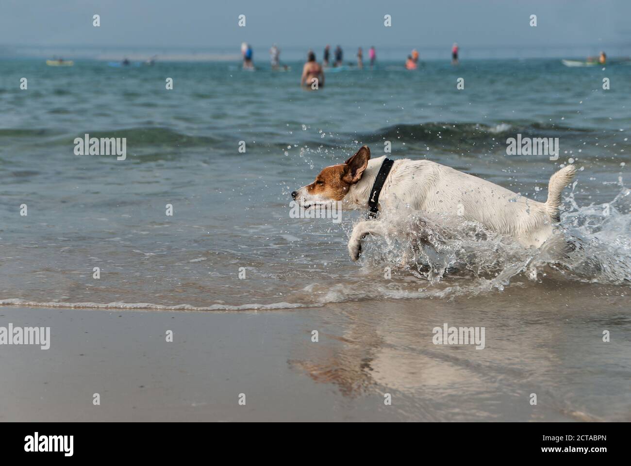 Dog running fast on the seashore beach. Happy dog makes activity splattering the water. Stock Photo