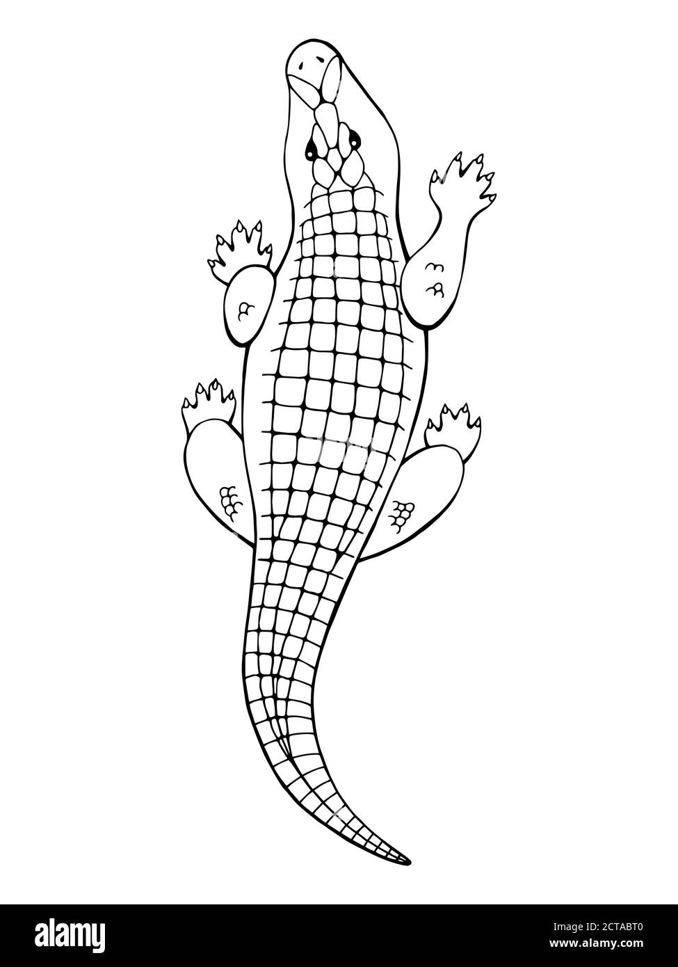 American Alligator (Alligator mississippiensis) Dimensions ...